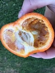 uploads/images/pest/orange fruit fly.jpg